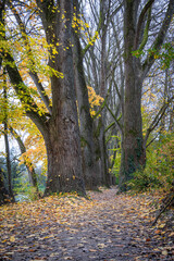 Fototapeta premium autumn in the park