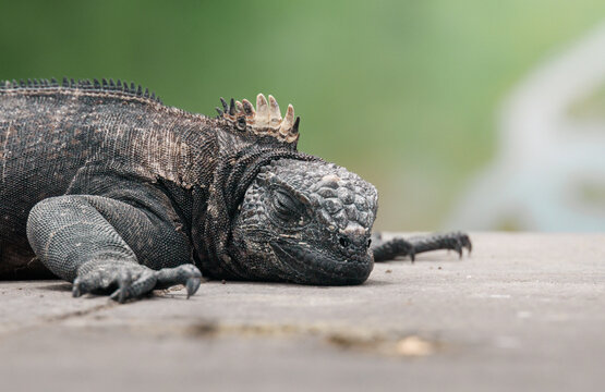 Bebe de iguana marina de galapagos durmiendo