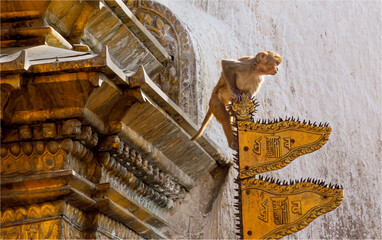Rhesus Macaque Monkey on the golden flags of a Nepalese Temple