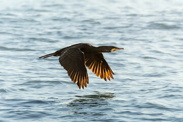 Cormoran volando sobre el mar