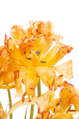 Beautiful yellow tulip flowers against a white background