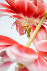 Tulip flowers with pink petals and a yellow center close up with white background