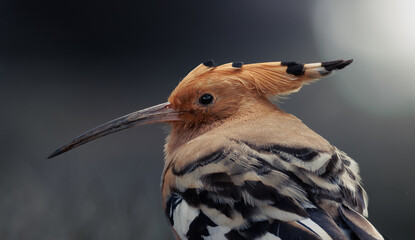 Retrato de Abubilla  © manolo_edge