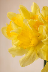 Bright Yellow Daffodil Bouquet on a Light Background