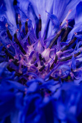 the core with the pistil and stamens of a bright blue-violet cornflower flower close up