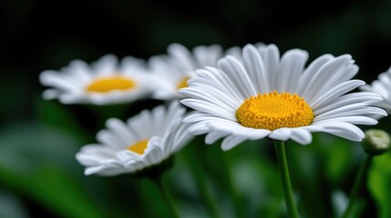 Close-up of three white daisies with yellow centers.  Soft focus on petals,  showing delicate textures.  Dark background enhances the blooms
