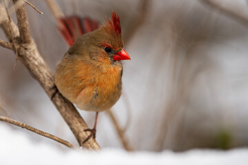 Female Northern Cardinal Looking for Food