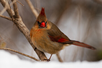 Female Northern Cardinal In the Woods