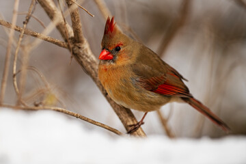 Female Northern Cardinal Perched on a Branch