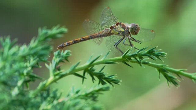 Dragonfly sit on Juniper Branch with Pine Forest Background. Summer Nature Close-Up. Tranquil Summer Wildlife Scene. Insect on Evergreen Branch on Summer Day
