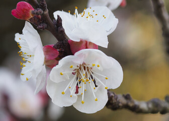 Gruppetto di fiori di albicocco in primo piano