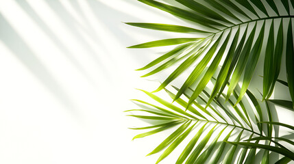 Lush Green Palm Fronds Basking in Sunlight Tropical Summer Vibes