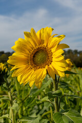 sunflower in the field