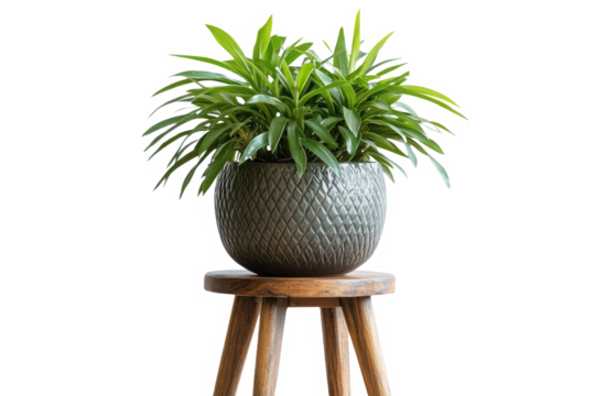 Indoor plant in a pot on a wooden stool isolated on white background


Ask

Explain




