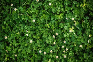 Fototapeta premium Overgrown Garden Scene Featuring Crab Grass and Clover Weeds Amongst Asteraceae and Blowball Flowers
