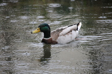 Canard sous l'eau