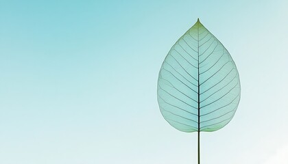 Single leaf with light blue background.