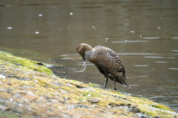 Female common eider (Somateria mollissima) on the shore of a lake in Longyearbyen, Svalbard, Norway