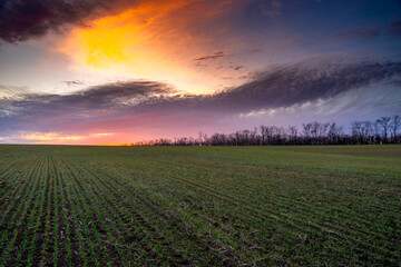 Evening landscape on the green field with wheat.Landscape at the sunset , clouds with red and purple colors , beautiful sun and sunset.Trees and forest near the field 