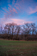 Obraz premium Evening landscape on the green field with wheat.Landscape at the sunset , clouds with red and purple colors , beautiful sun and sunset.Trees and forest near the field 