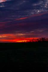 Obraz premium Evening landscape on the green field with wheat.Landscape at the sunset , clouds with red and purple colors , beautiful sun and sunset.Trees and forest near the field 