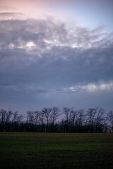 Evening landscape on the green field with wheat.Landscape at the sunset , clouds with red and purple colors , beautiful sun and sunset.Trees and forest near the field 