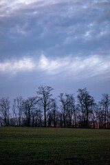 Evening landscape on the green field with wheat.Landscape at the sunset , clouds with red and purple colors , beautiful sun and sunset.Trees and forest near the field 