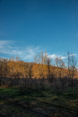 Landscape photography in the forest at the spring evening , beautiful colors , sunny days 
