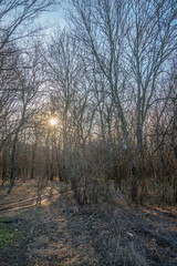 Landscape photography in the forest at the spring evening , beautiful colors , sunny days 