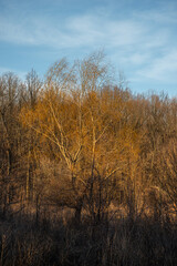 Landscape photography in the forest at the spring evening , beautiful colors , sunny days 
