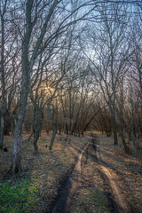 Landscape photography in the forest at the spring evening , beautiful colors , sunny days 