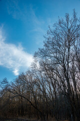 Landscape photography in the forest at the spring evening , beautiful colors , sunny days 