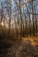 Obraz premium Landscape photography in the forest at the spring evening , beautiful colors , sunny days 