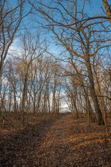 Landscape photography in the forest at the spring evening , beautiful colors , sunny days 