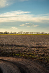 Field and orange sky , sunset over the forest on the field , spring at March , landscape...
