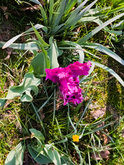 Close-up of Power Parrot tulip blooming in park in spring. Dark pink flower. Blurred background.
