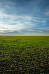 Beautiful field and nature at the spring evening.Sunset over the trees and green field.Landscape photography,sunny day , sunset and field with road  