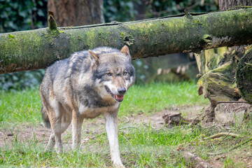 Wolf coming from under the trees