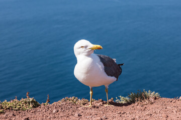 Obraz premium A seagull in Madeira, Ponta São Lourenço