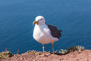 A seagull in Madeira, wildlife at Ponta São Lourenço, hike