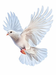 Fototapeta premium White Dove in Flight Against White