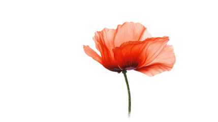 Single Orange Poppy Flower on Transparent Background, PNG