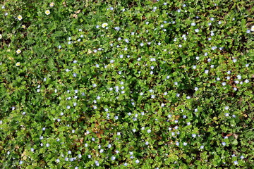 Fr&uuml;hlingswiese mit Ehrenpreis und Nesseln