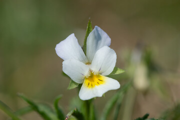 Macro shot of a field pansy (viola arvensis) flower in bloom