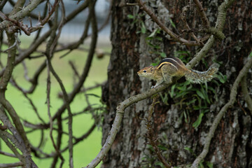 Palm squirrel in tree