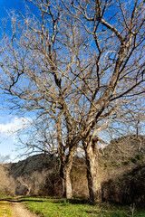 Invierno en el sendero de la Presa de La Parra