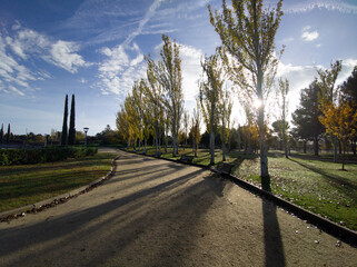 Chopos en el Parque