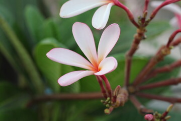 pink frangipani flower