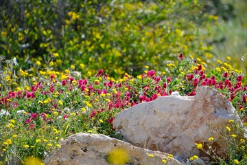  A close-up of a meadow full of flowering plants, with a dominant light-colored stone in the foreground. The flowers are in shades of yellow and purple, with a blurred green background.