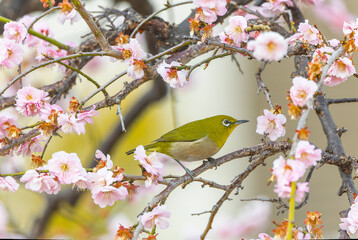 Fototapeta premium 開花した梅の木の枝にとまるメジロ